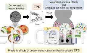leuconostoc mesenteroides7